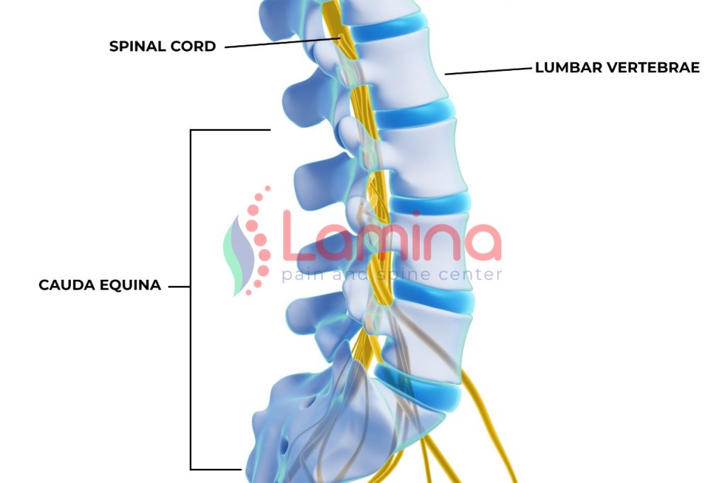 cauda equina