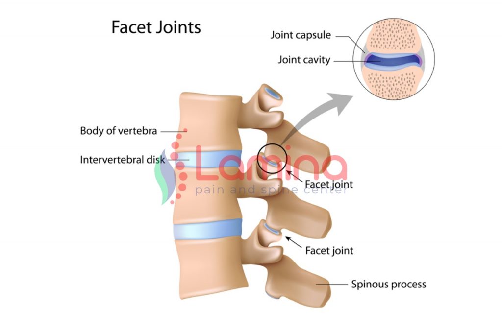 Facet joint adalah
